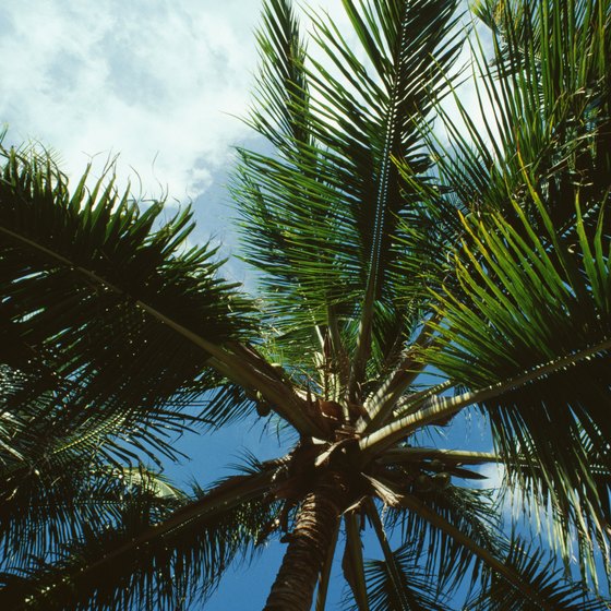Florida's evergreen trees grow in a variety of forms.