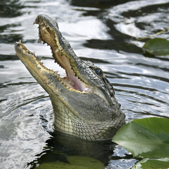 Boat tours abound in Florida alligator country.