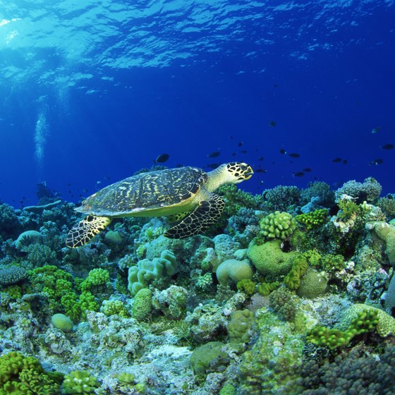 The hawksbill turtle is one of many species of wildlife you may see at Dry Tortugas National Park.