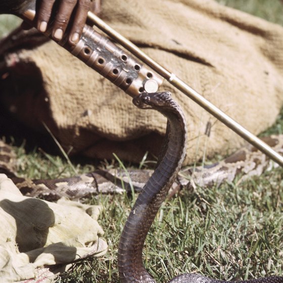 Festival of snakes in italy usa today