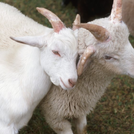 See goats up close at a petting zoo in Chicago.