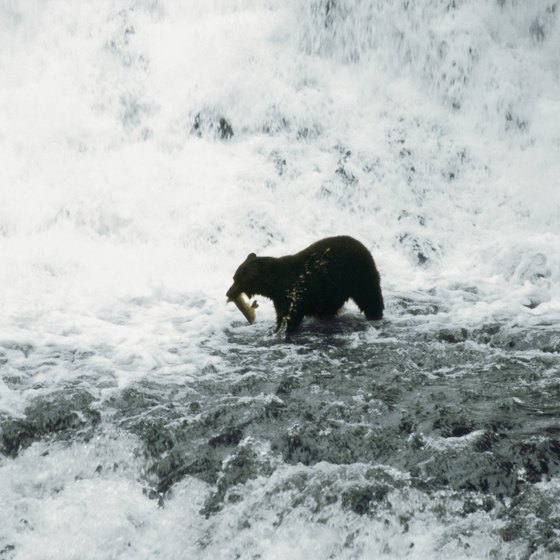 Sportsmen and brown bear compete for salmon in Alaska.