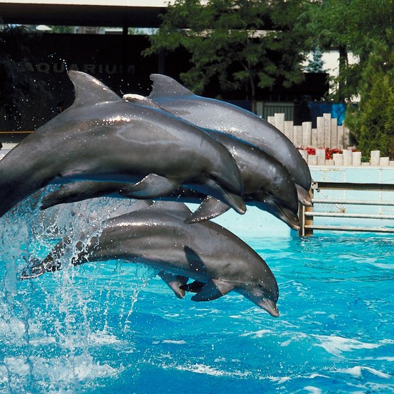 SeaWorld offers a dolphin encounter experience and dolphin shows.