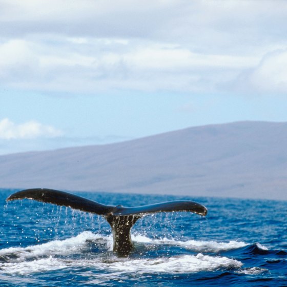 Watch whales from your kayak, but don't try to interact with them.