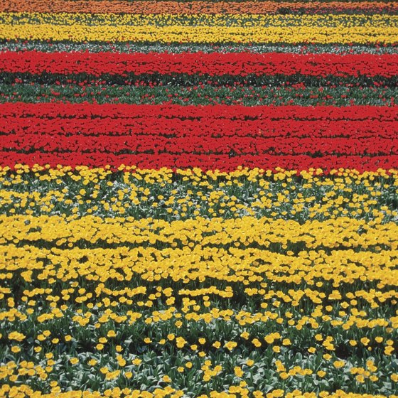 The world's largest tulip garden, Keukenhof, is located in Lisse, Netherlands.