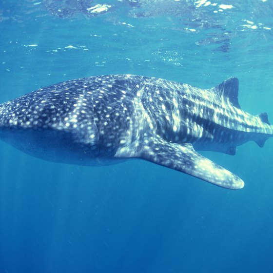 At the right time of year, Honduras sees migrating whale sharks.