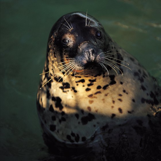 Seals will sometimes rest near Salisbury Beach.