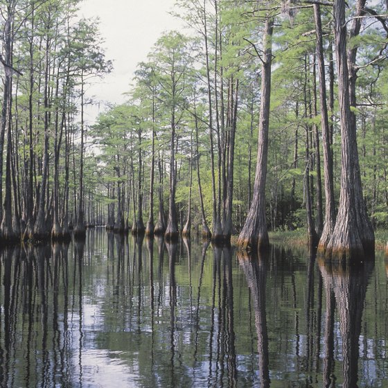 Kingsland is close to the wetlands of the Okefenokee Swamp.