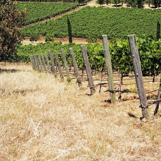 A vineyard in Napa, California.