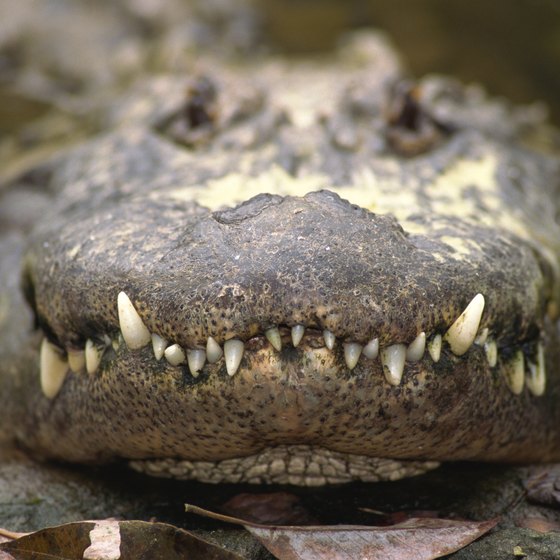 The animals native to Port Arthur and its surrounding areas include the American alligator.
