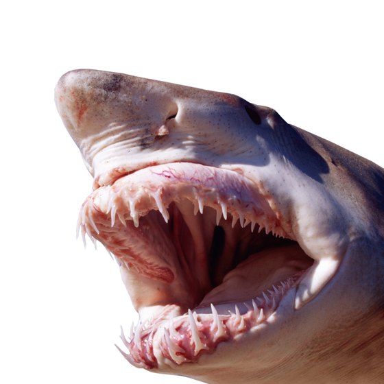 Venice holds a Shark's Tooth Festival each year.