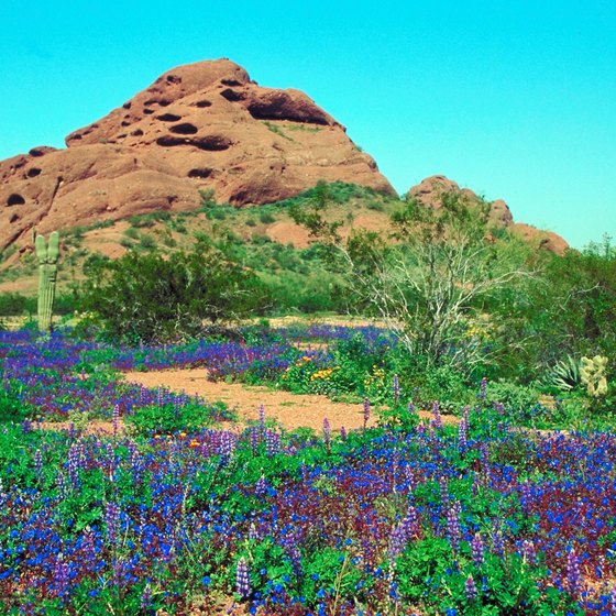 The Desert Botanical Garden in Phoenix showcases the beauty of the Arizona desert landscape.