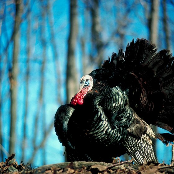 The wild turkey is the largest gaming bird inhabiting Alabama.