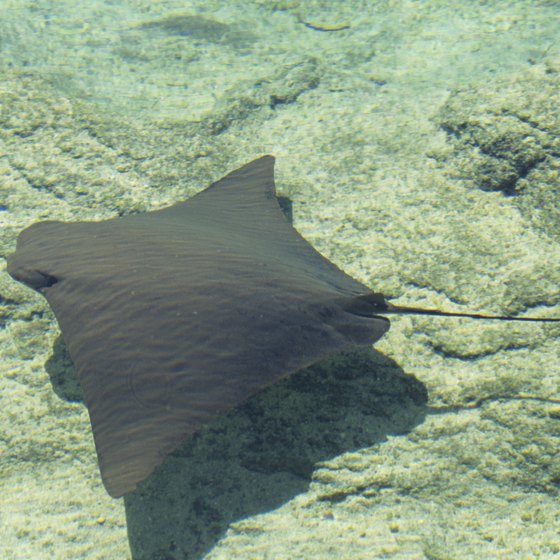 A ray gliding along the sea bottom in the Bahamas.