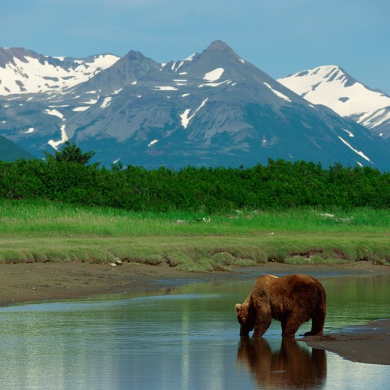 Grizzly bears are common in Alaska, so travelers should follow all safety warnings.