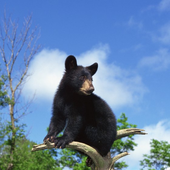 Black bears are common at Mount Mitchell.