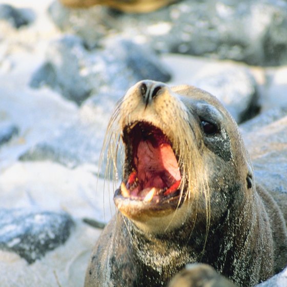 The Galapagos Sea Lion is a distinct species from its neighbors to the north on California's shores.
