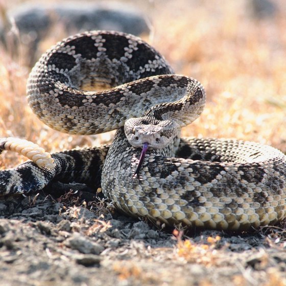 The western diamondback rattlesnake, shown coiled and ready to strike.