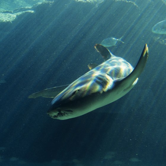 You can swim with nurse sharks at Denver's aquarium.