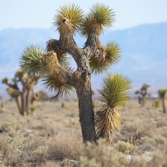 Joshua trees thrive in the Mojave Desert.