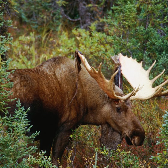 Moose are plentiful along the Minnesota/Canadian border.