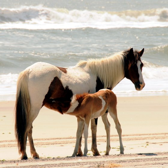 Assateague Island is famous for its wild horses.