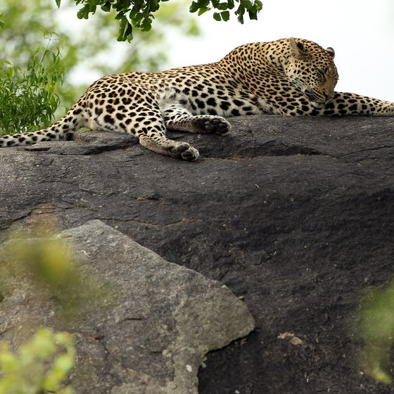 A leopard relaxes on a rock at Kruger National Park in South Africa.