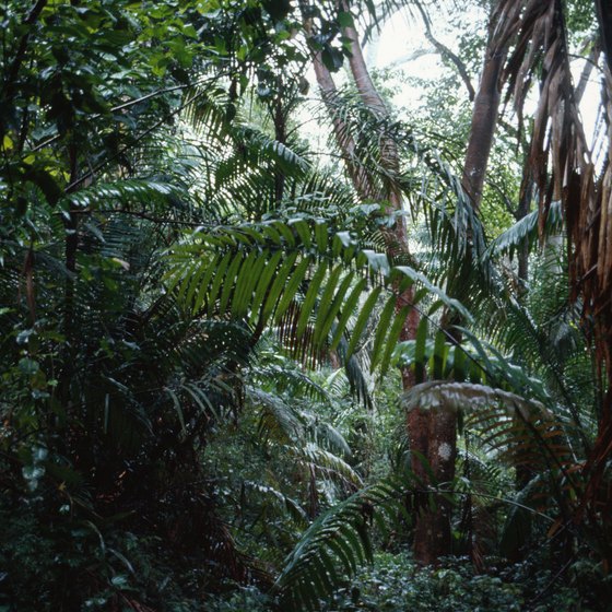 Panama's jungles are home to lush, undisturbed plants.