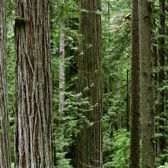 Lodging On The Pacific Coast Near Redwood Forest Usa Today Redwood Forests Are Found Along The Coast In Northern California