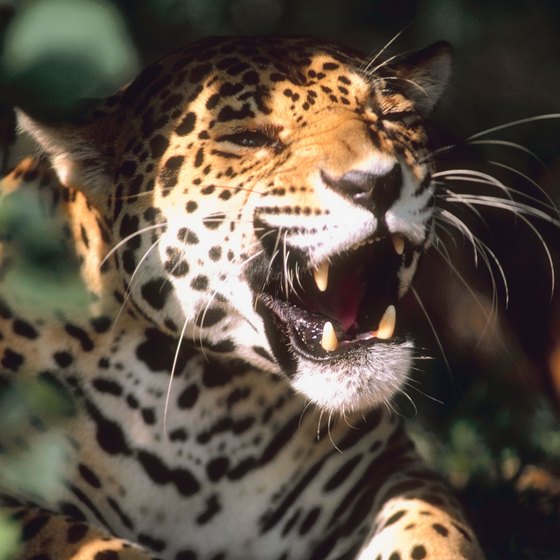 A List of Endangered Animals in Mexico | USA Today