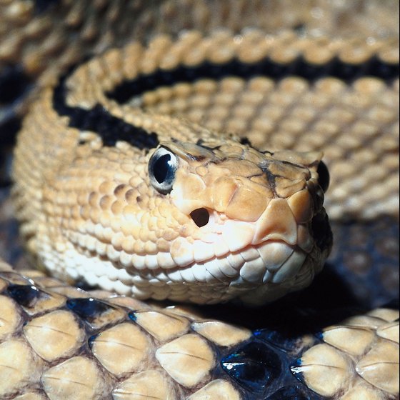 You'll find much more than rattlesnakes at San Antonio's Rattlesnake Festival.