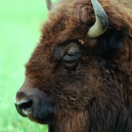 Bison share Wichita Mountains range with longhorn cattle and elk.