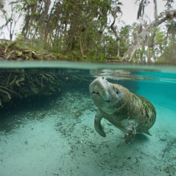 Where to See Manatees Near the Panhandle Area