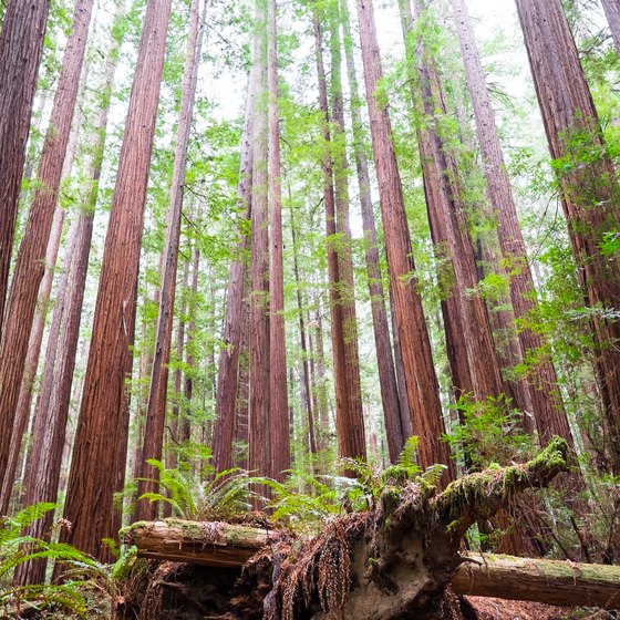 Lodging on the Pacific Coast Near the Redwood Forest