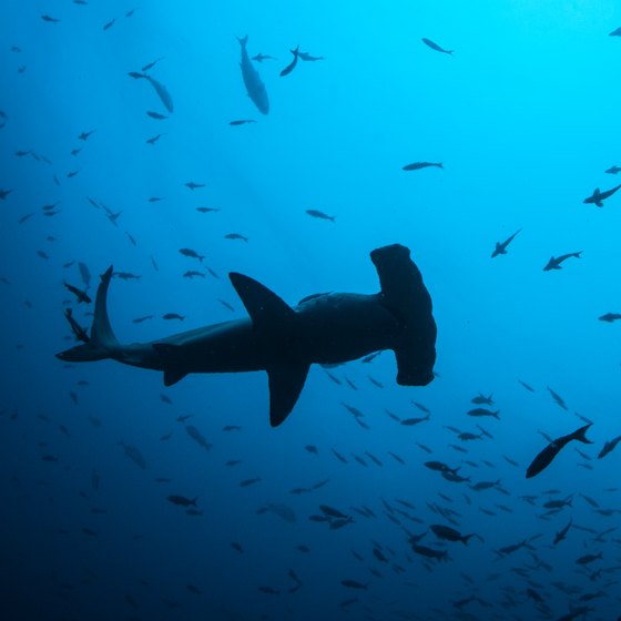 The Best Diving in Costa Rica