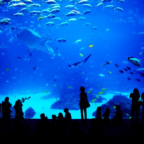 Top Five Aquariums in the U.S.
