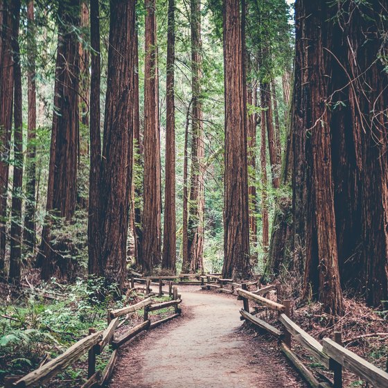 How to Plan a Trip to Redwood National Park