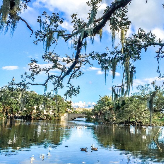 The Best Swamp Tours in New Orleans