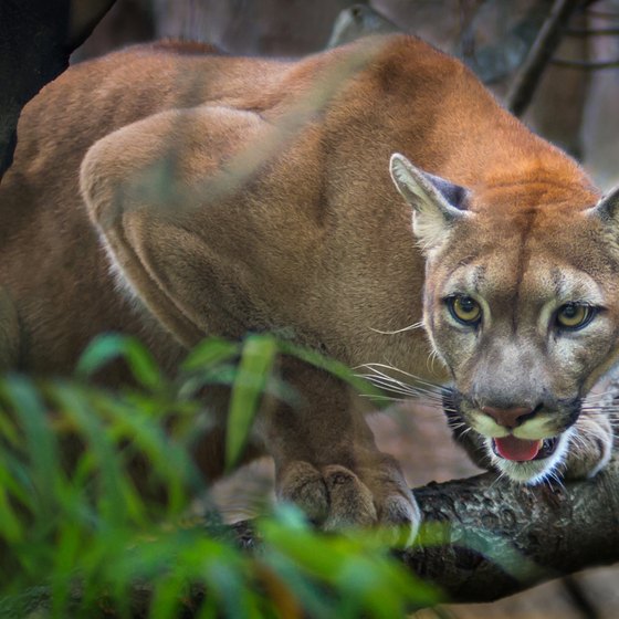 Animals in a Tropical Dry Rainforest