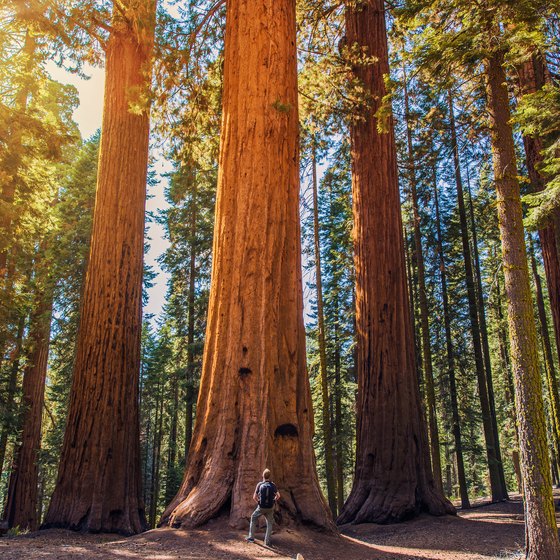 The Best Time to Visit the Sequoia Trees