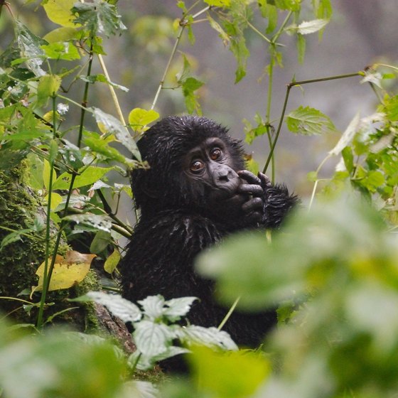 African Rainforest Animals and Plants