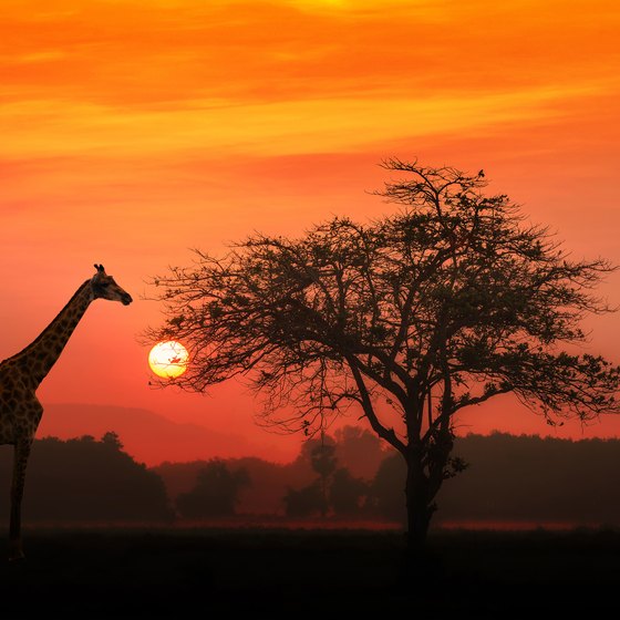 How to Travel to the Serengeti