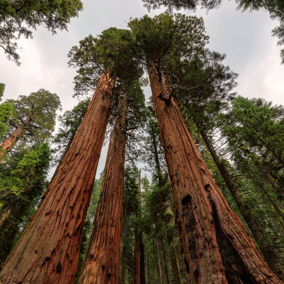 Facts About Sequoia National Forest