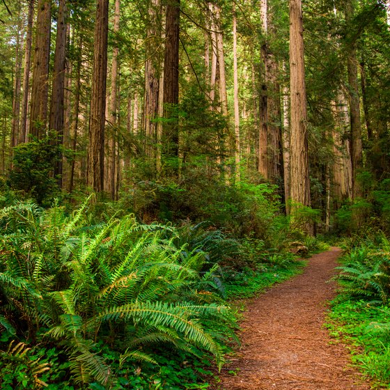 Facts About Redwood National Park