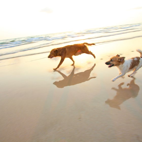 Pet Friendly Beaches in Eastern Florida