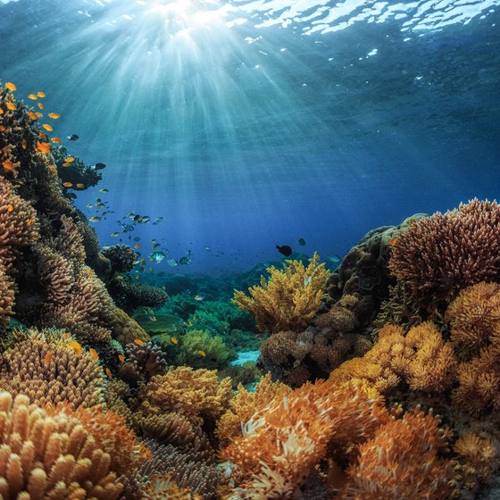 Coral Reefs in Texas