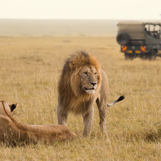 African Safari Trips for Singles