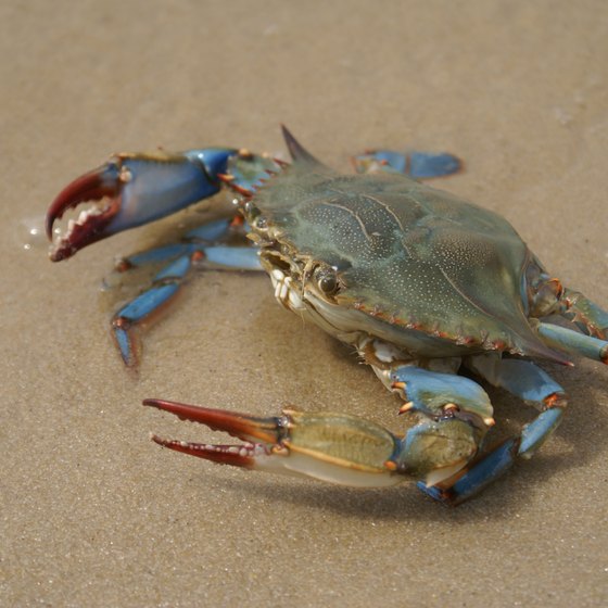 Where Can You Get Blue Crabs in Myrtle Beach? | USA Today