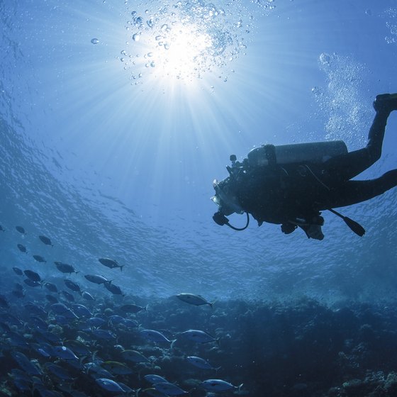 Scuba Diving Options in Sarasota, FL