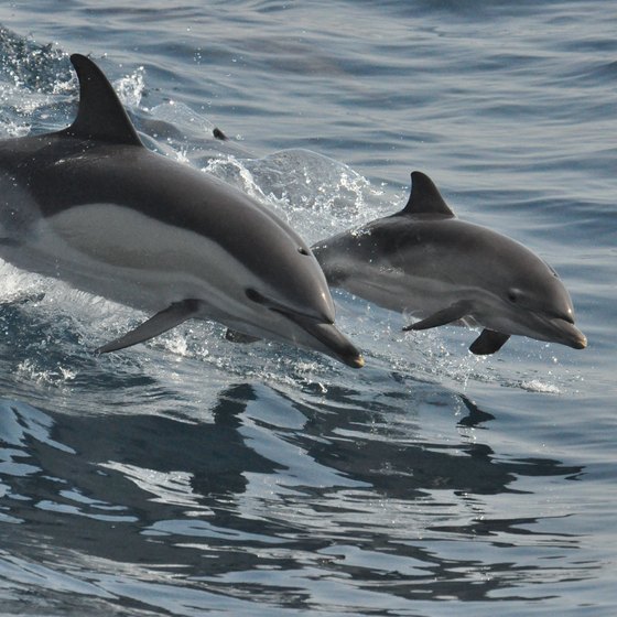 Dolphin Tours Near Ocean Isle Beach, North Carolina